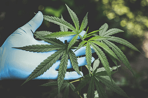 a person holding marijuana leaves